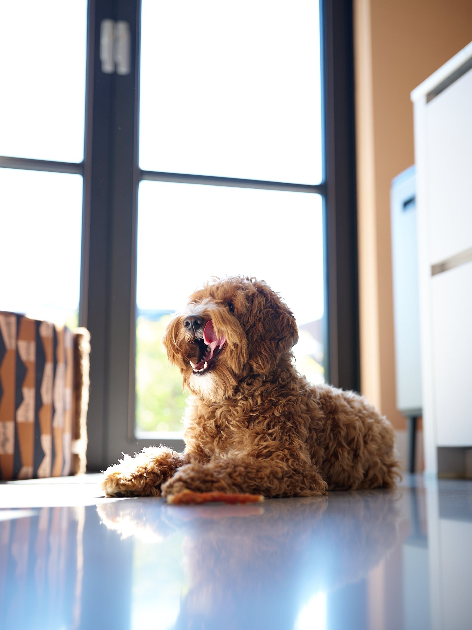 Petstyle Living