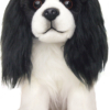 Cavalier King Charles Spaniel - Tri Colour
