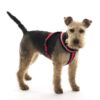Halti Comfy Harness - Large