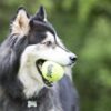 KONG Air Squeaker Tennis Ball - Large