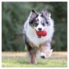 Kong Classic Red - Large