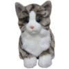 Tabby Cat