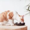District 70 Bamboo Cat Bowl - Dark Grey
