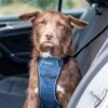 CarSafe Crash Tested Dog Harness Blue - Medium