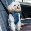 CarSafe Crash Tested Dog Harness Blue - XSmall