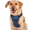 CarSafe Crash Tested Dog Harness Blue - Large