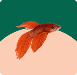 Red Veiltail Betta Fish