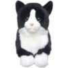 Black and White Cat