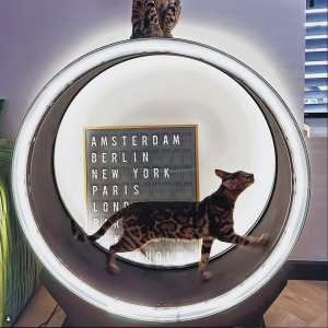 Forpöntun - Petlux Running Wheel V2 - LED Hvítt